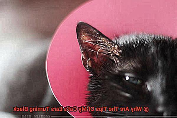 Why Are The Tips Of My Cat's Ears Turning Black-4