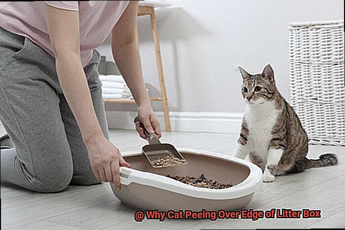 Illustration of Cat Peeing On Computer After Litter Box