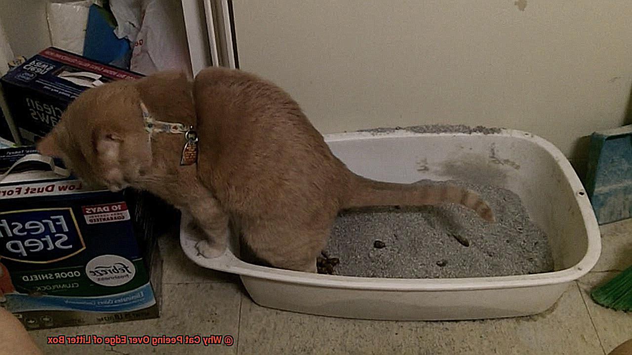 Why Cat Peeing Over Edge of Litter Box?