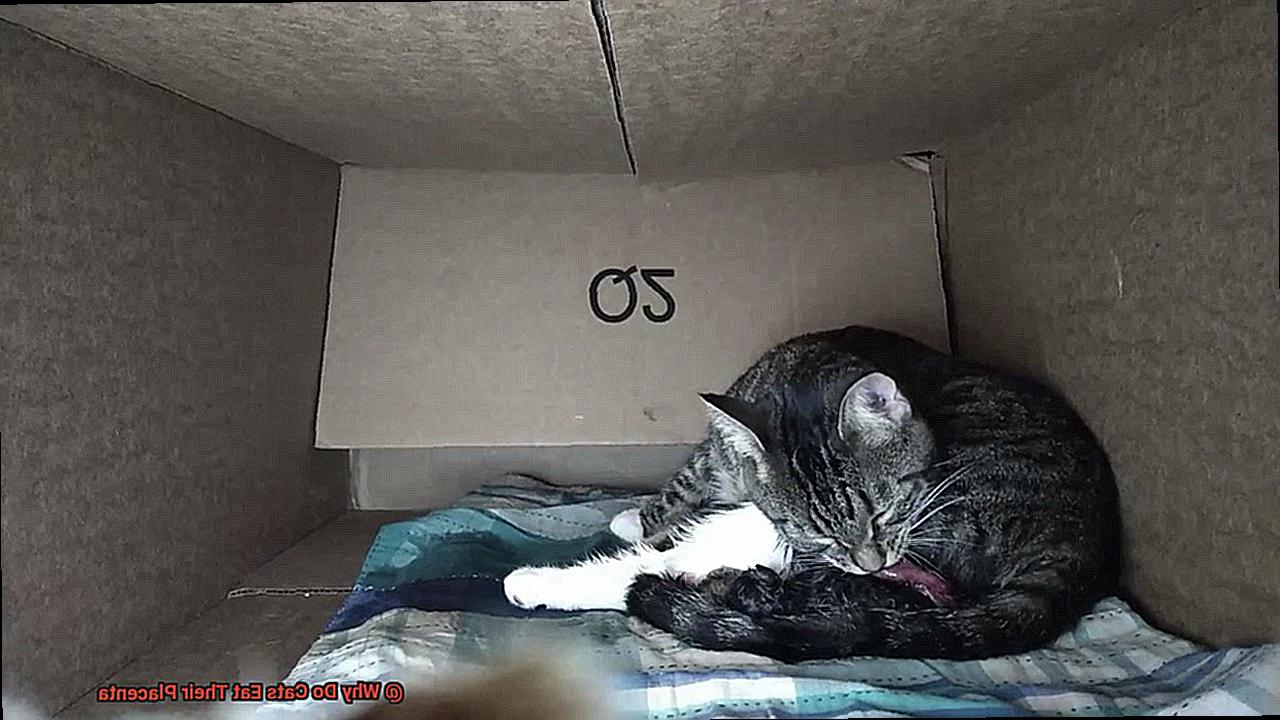 Why Do Cats Eat Their Placenta-2