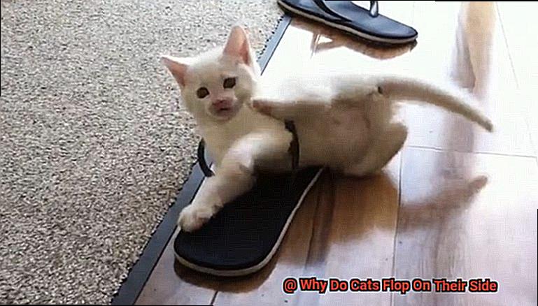 Why Do Cats Flop On Their Side-3