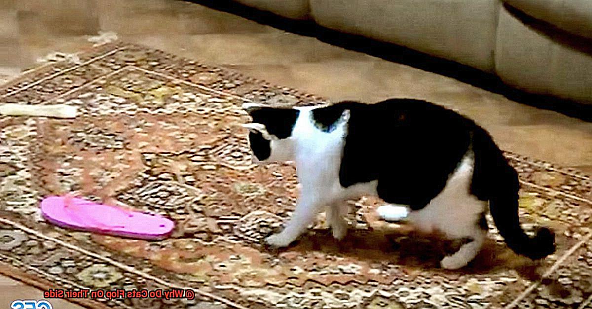 Why Do Cats Flop On Their Side-6