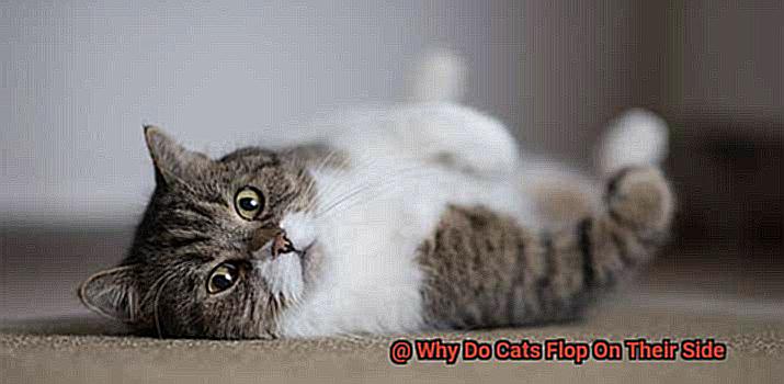 Why Do Cats Flop On Their Side-5