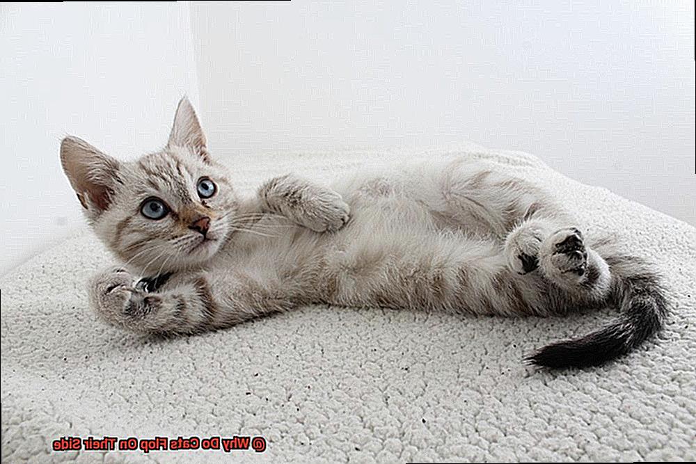 Why Do Cats Flop On Their Side-2