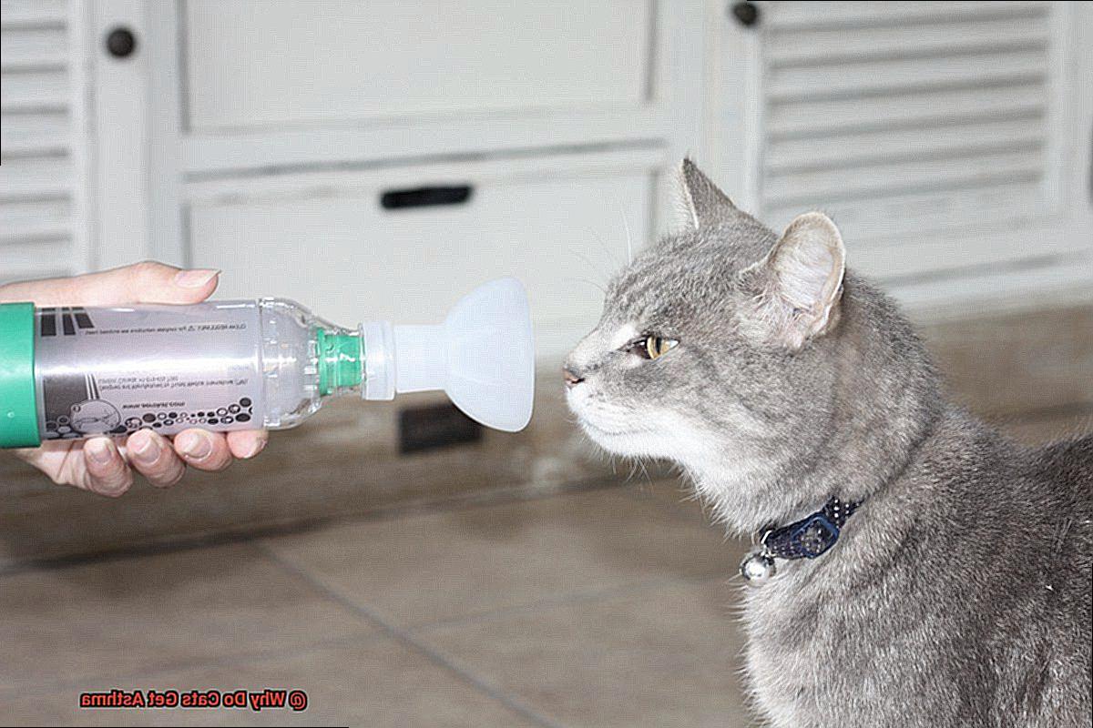 Why Do Cats Get Asthma?