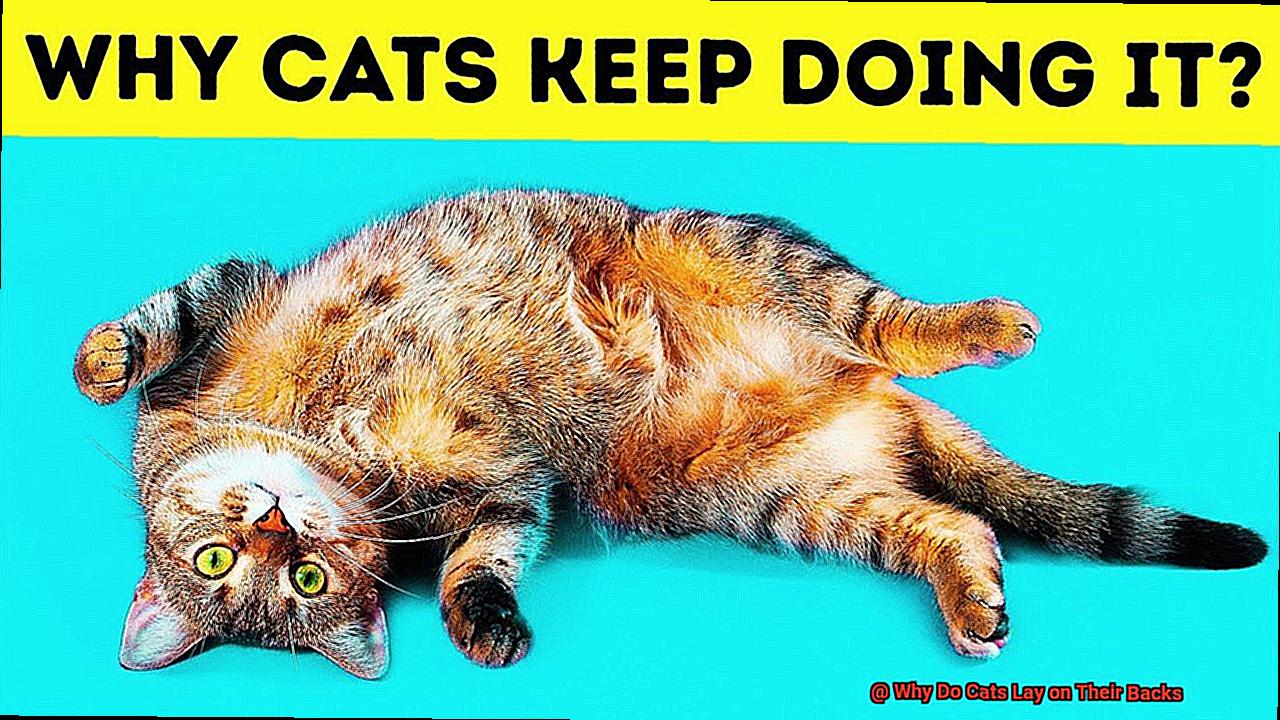 Why Do Cats Bend When You Pick Them Up at Aaron Harwood blog