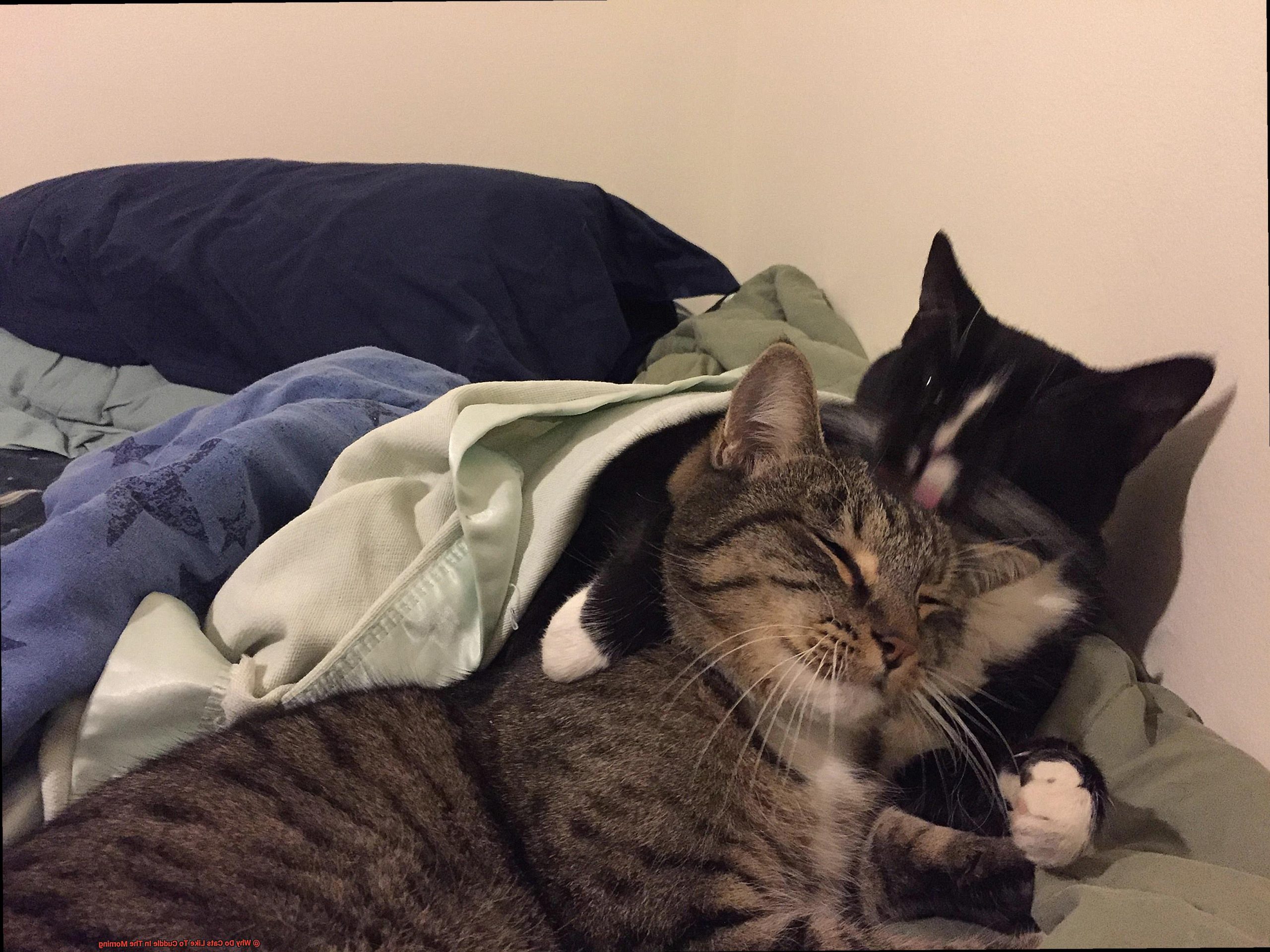 Why Do Cats Like To Cuddle In The Morning?
