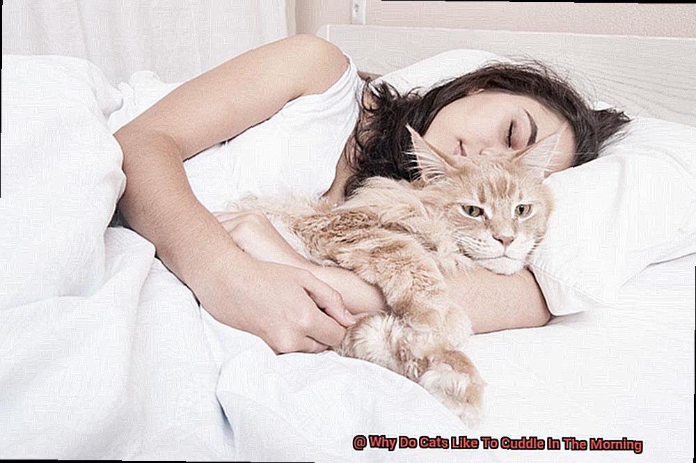 Why Do Cats Like To Cuddle In The Morning?