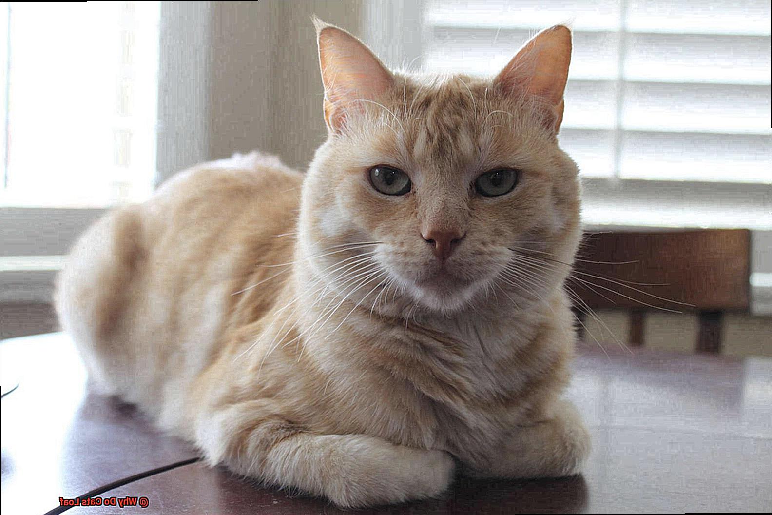 Why Do Cats Loaf?