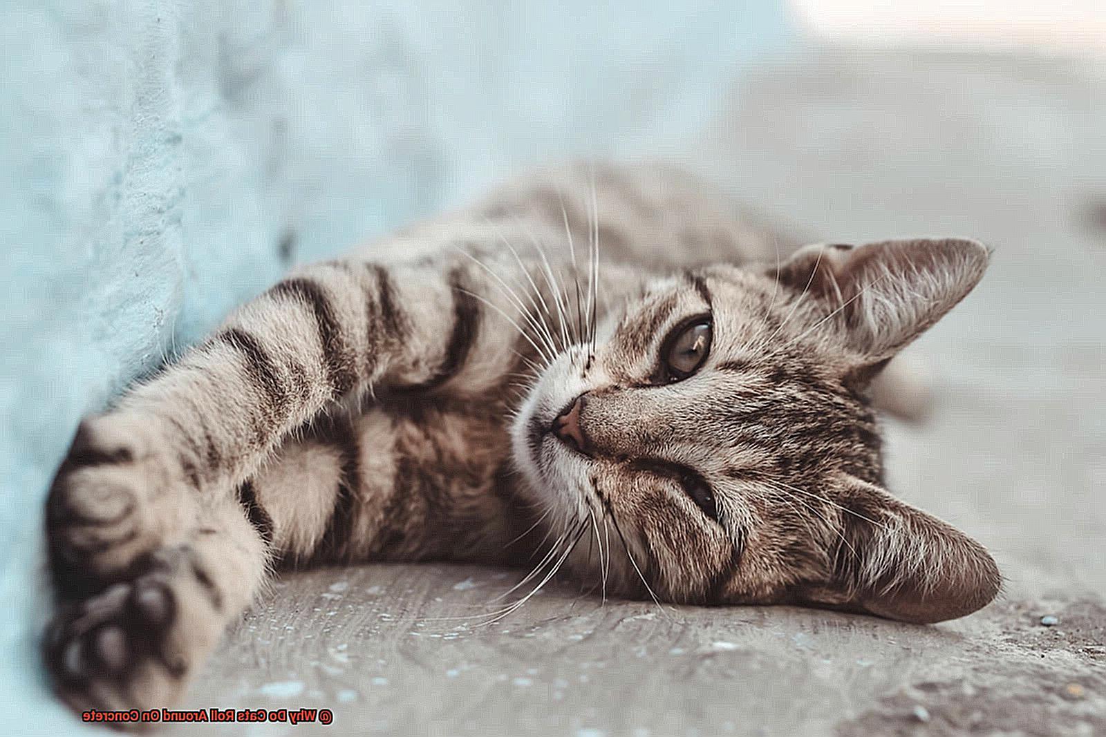 Why Do Cats Roll Around On Concrete?