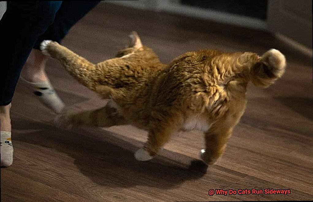 Why Do Cats Run Sideways?