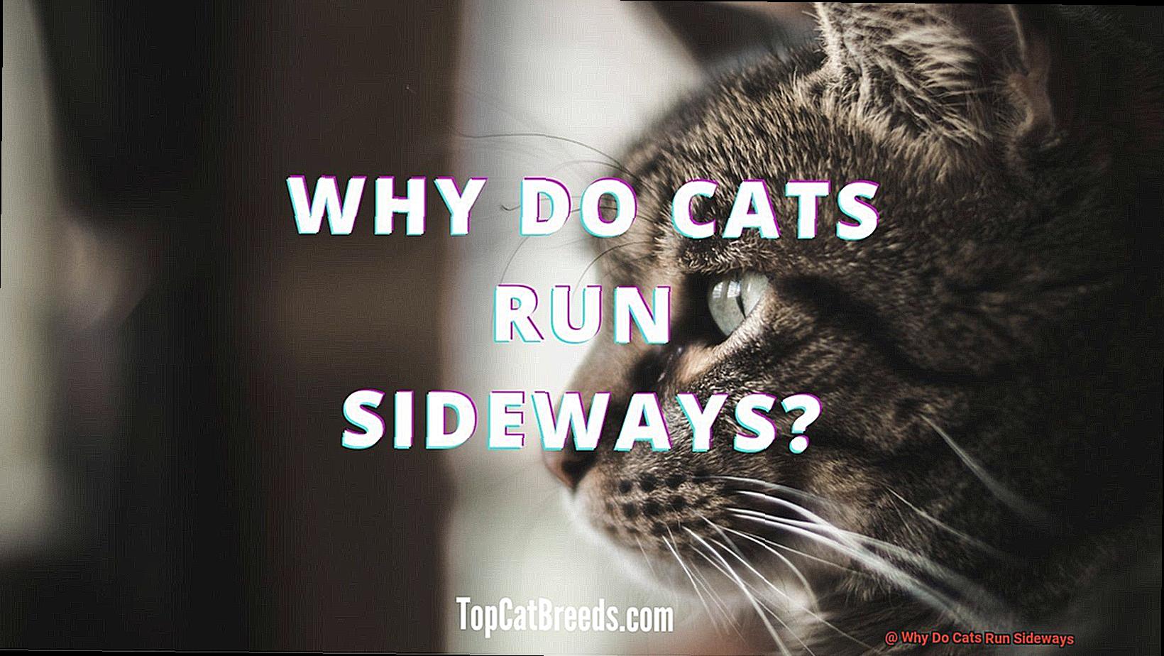 Why Do Cats Run Sideways?