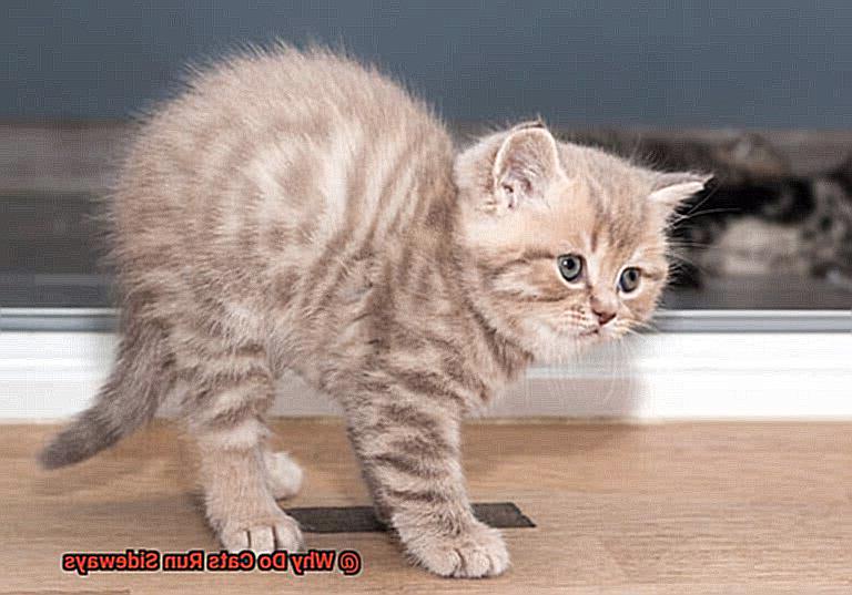 Why Do Cats Run Sideways?