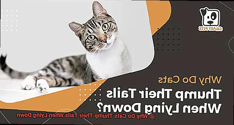 Why Do Cats Thump Their Tails When Lying Down-6