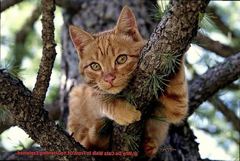 Why Do Cats Walk In Front Of You Herding Explained 21cats Org Why Do Cats Walk In Front Of You Herding Explained 21cats Org