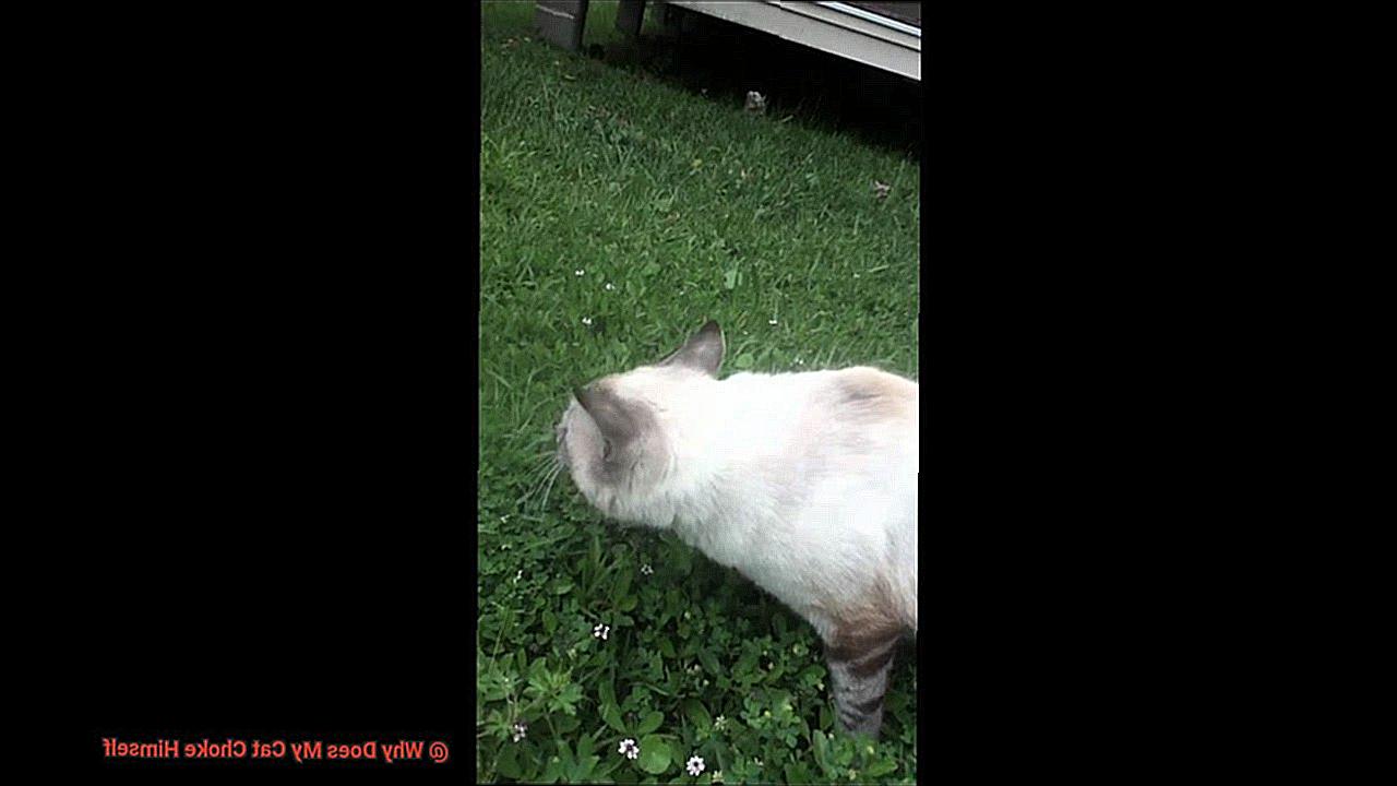 Why Does My Cat Choke Himself-4