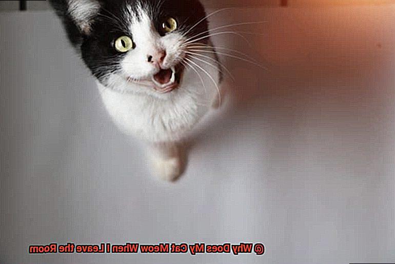 Why Does My Cat Meow When I Leave the Room-2