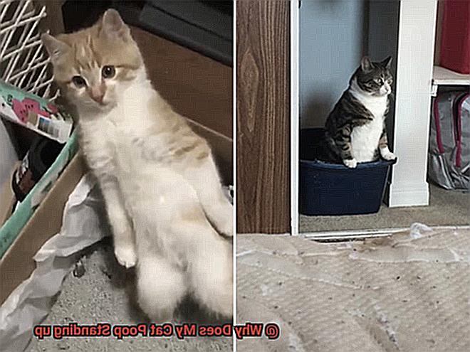 Why Does My Cat Poop Standing up-3