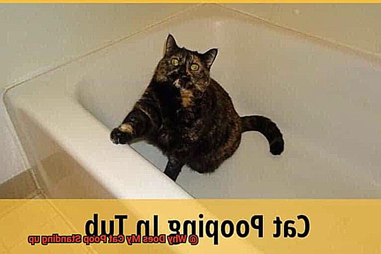 Why Does My Cat Poop Standing up-2