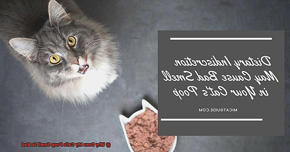 Why Does My Cat's Poop Smell So Bad-5