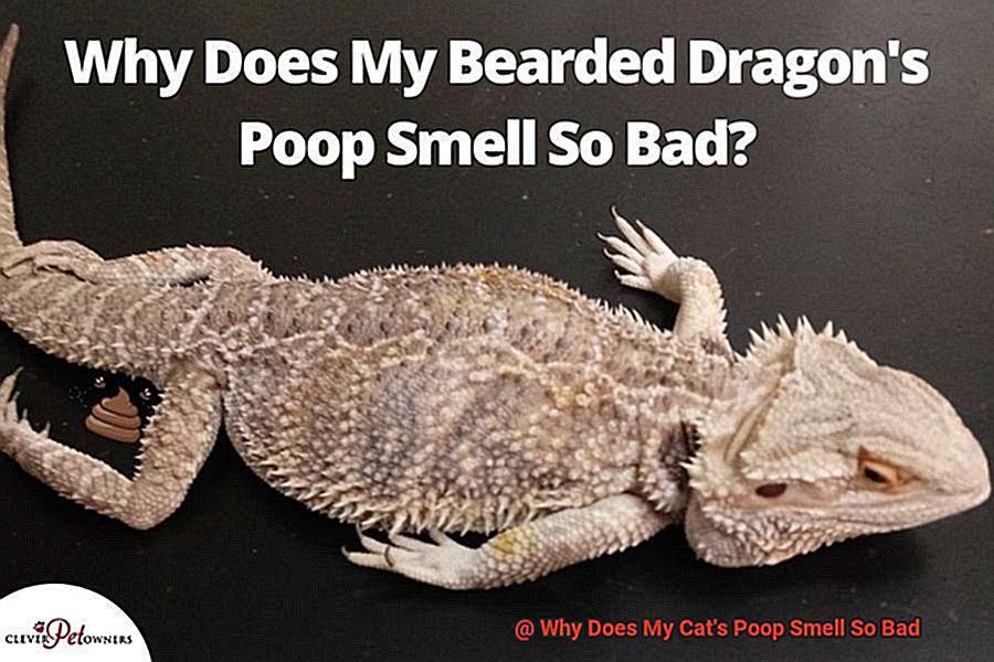 Why Does My Cat's Poop Smell So Bad-7