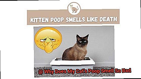 Why Does My Cat's Poop Smell So Bad-4