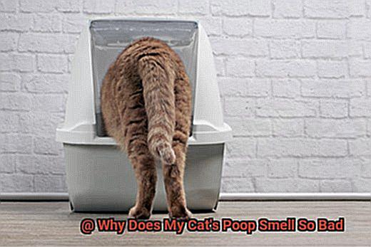 Why Does My Cat's Poop Smell So Bad-5