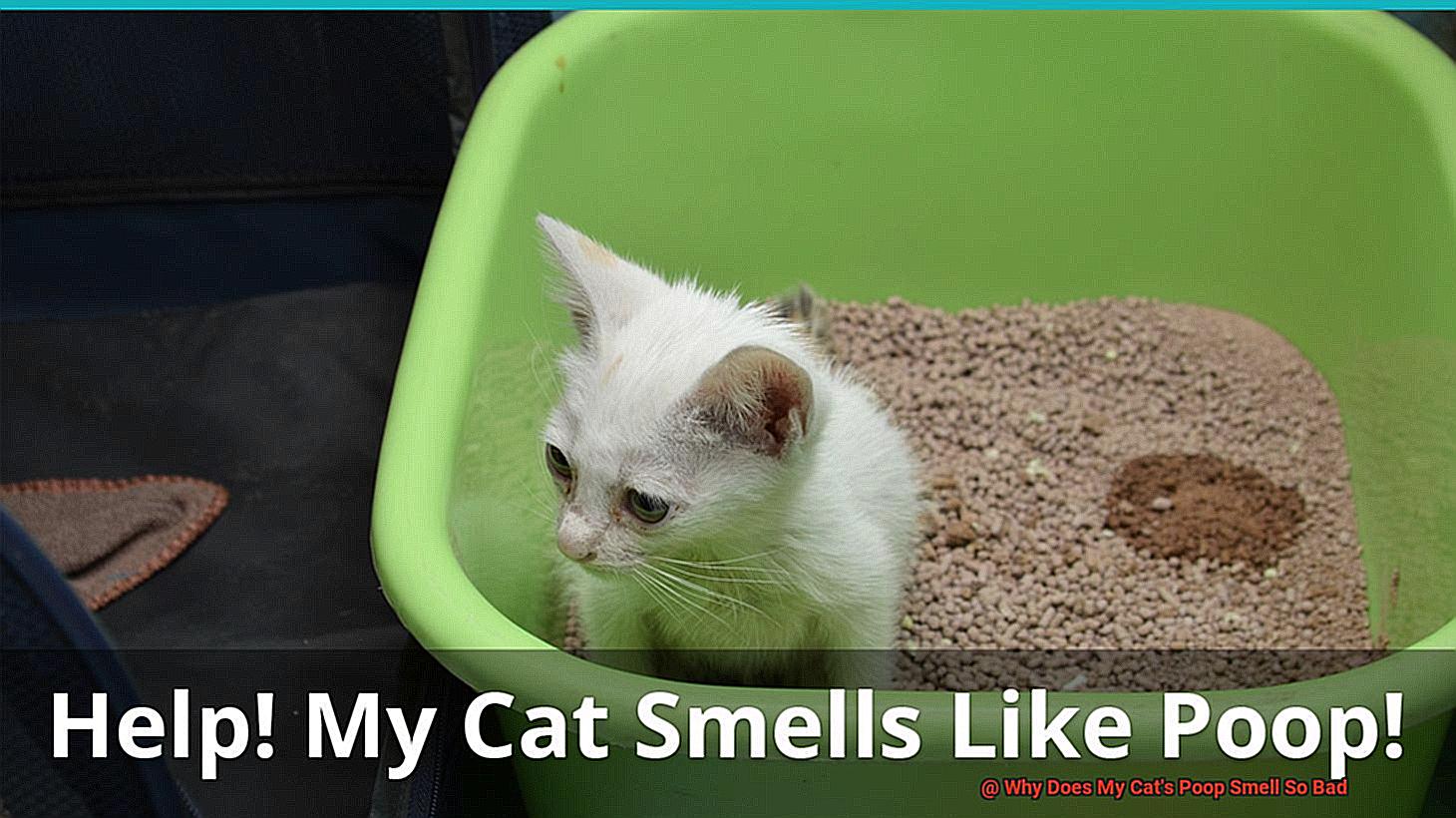 Why Does My Cat's Poop Smell So Bad-3