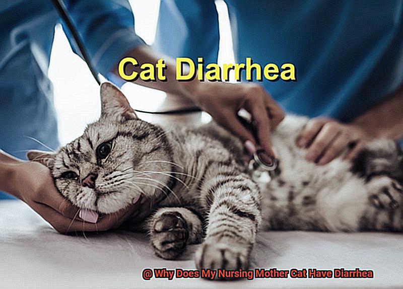 Why Does My Nursing Mother Cat Have Diarrhea-4