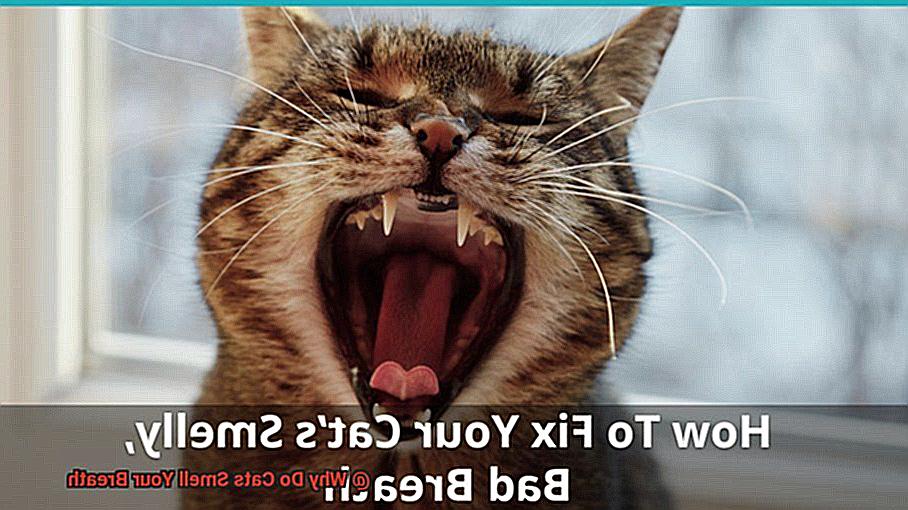 Why Is My Cat Breathing Fast And Purring?