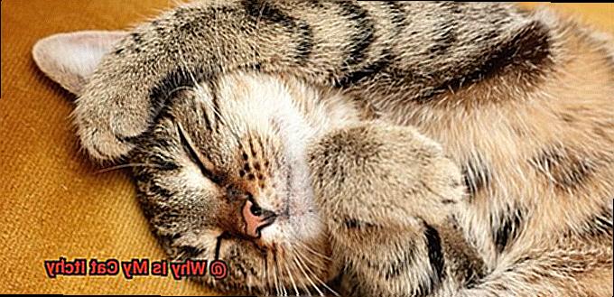 Why Is My Cat Itchy 3281036824