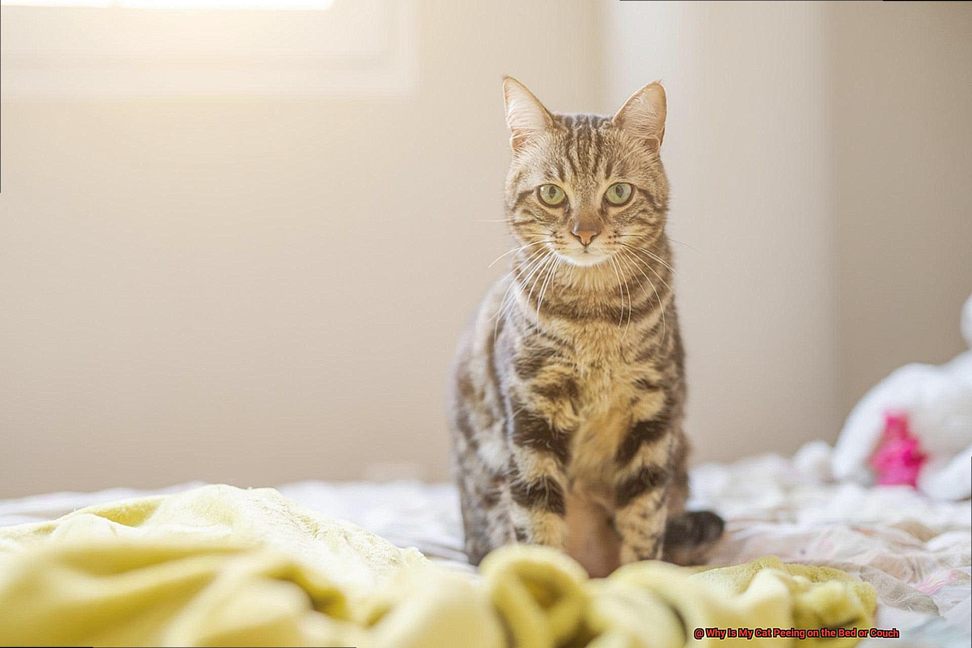 Why Is My Cat Peeing on the Bed or Couch?