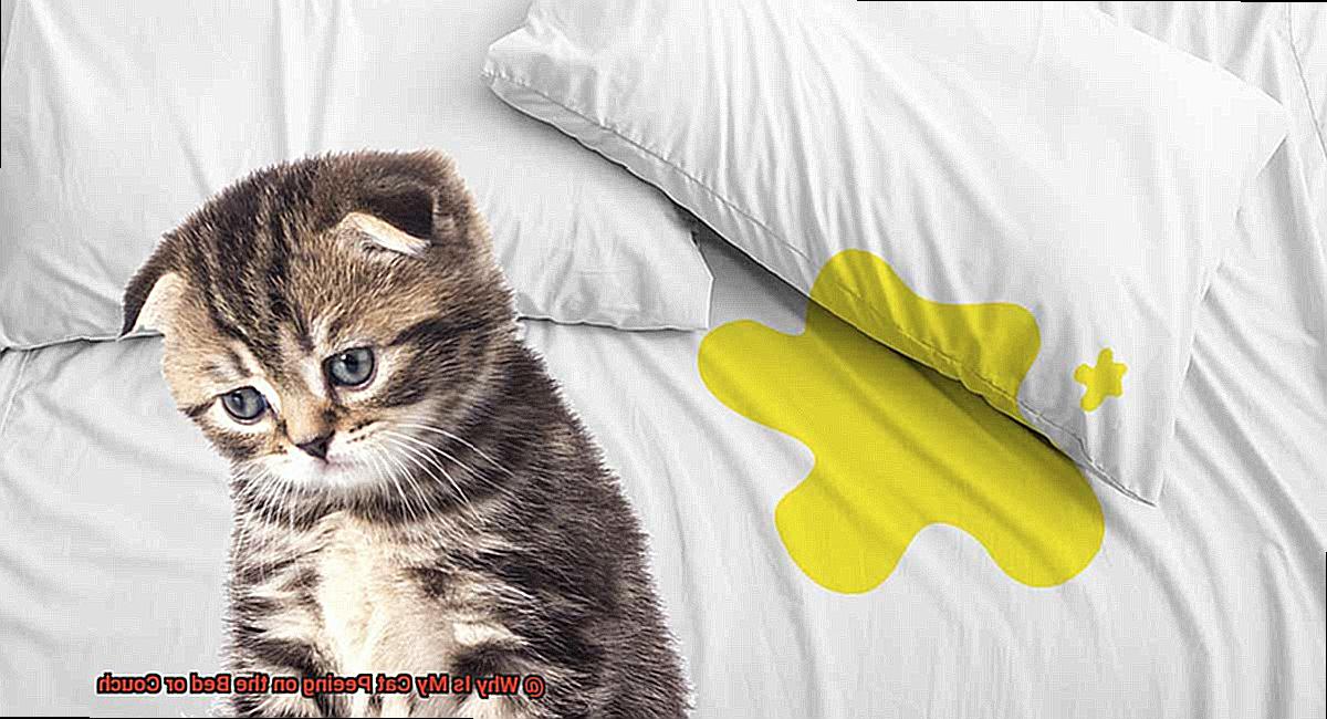 Why Is My Cat Peeing on the Bed or Couch?