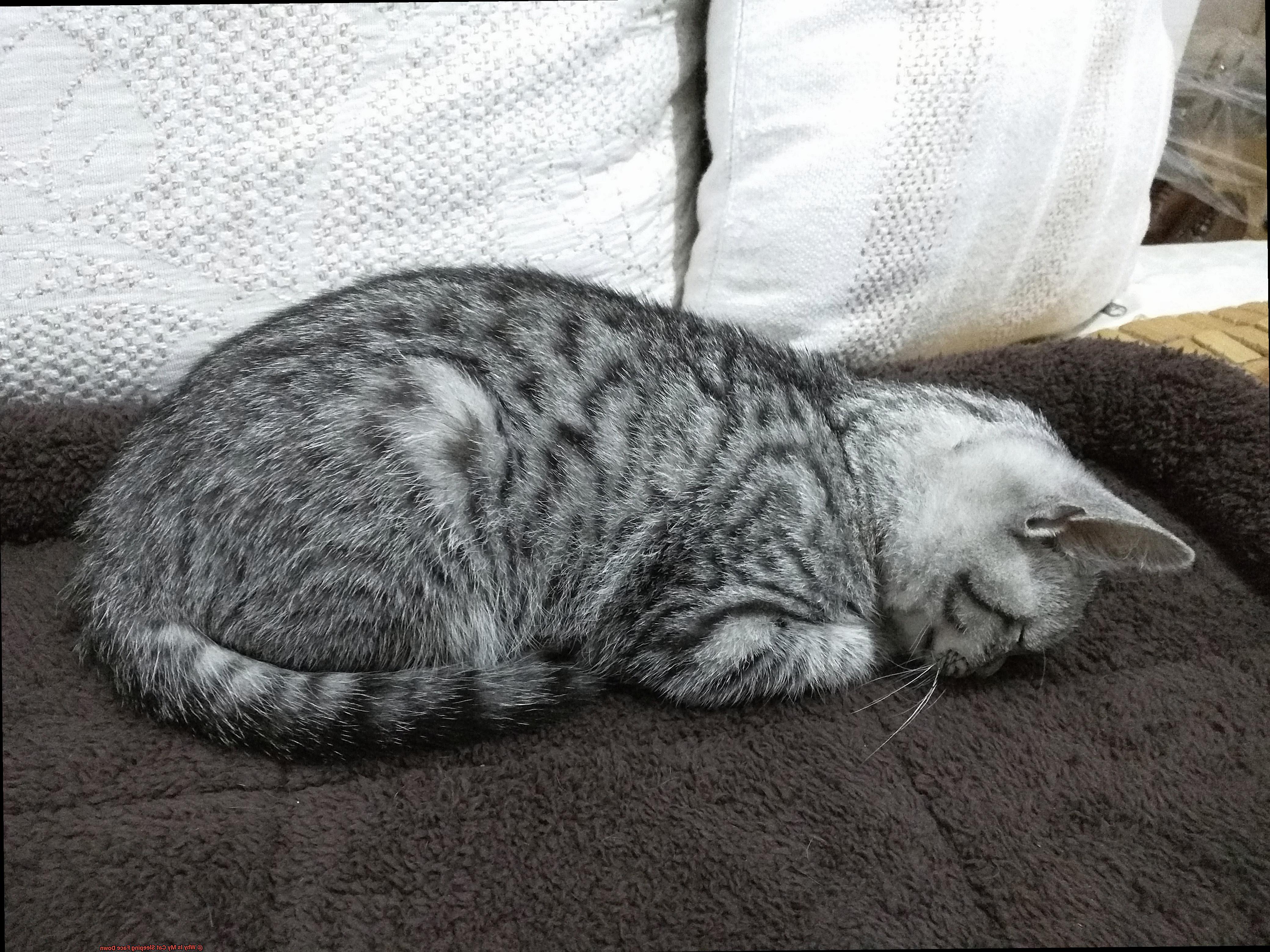Why Is My Cat Sleeping Face Down-4