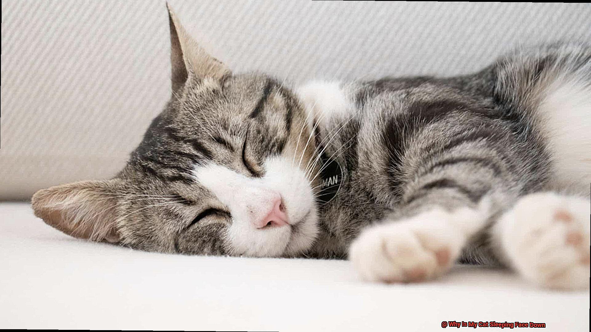 Why Is My Cat Sleeping Face Down-6
