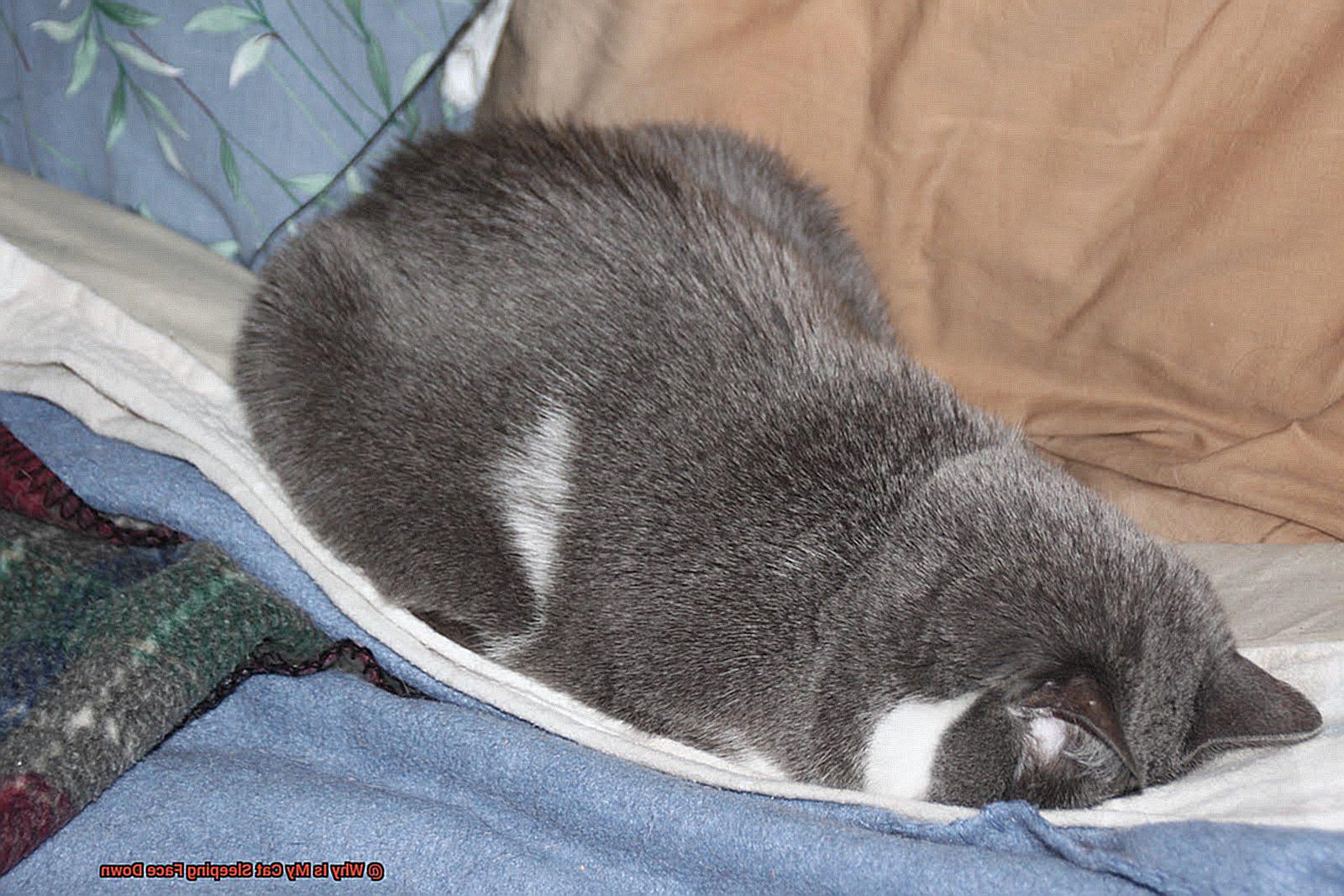 Why Is My Cat Sleeping Face Down-5