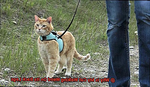 Why Is My Cat Walking Weird On Its Back Legs-3