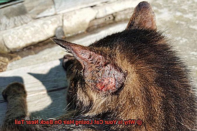 Why Is Your Cat Losing Hair On Back Near Tail-2