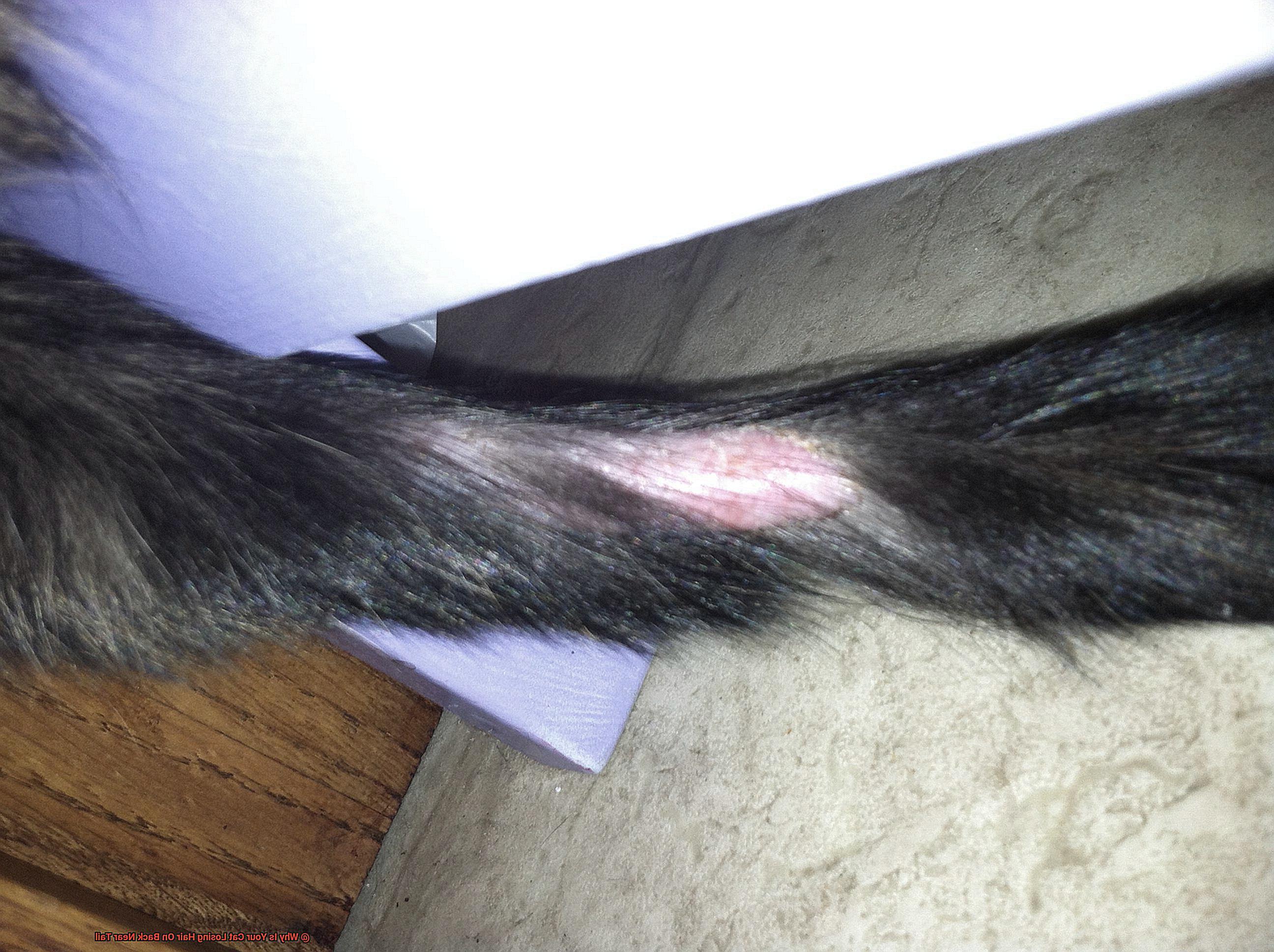 Why Is Your Cat Losing Hair On Back Near Tail-3