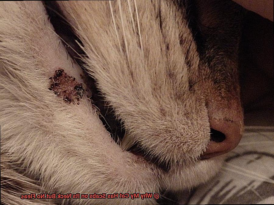 Why My Cat Has Scabs on Its Neck But No Fleas-2