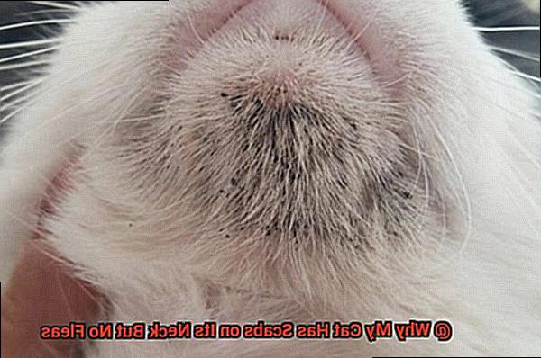 Why My Cat Has Scabs on Its Neck But No Fleas-6
