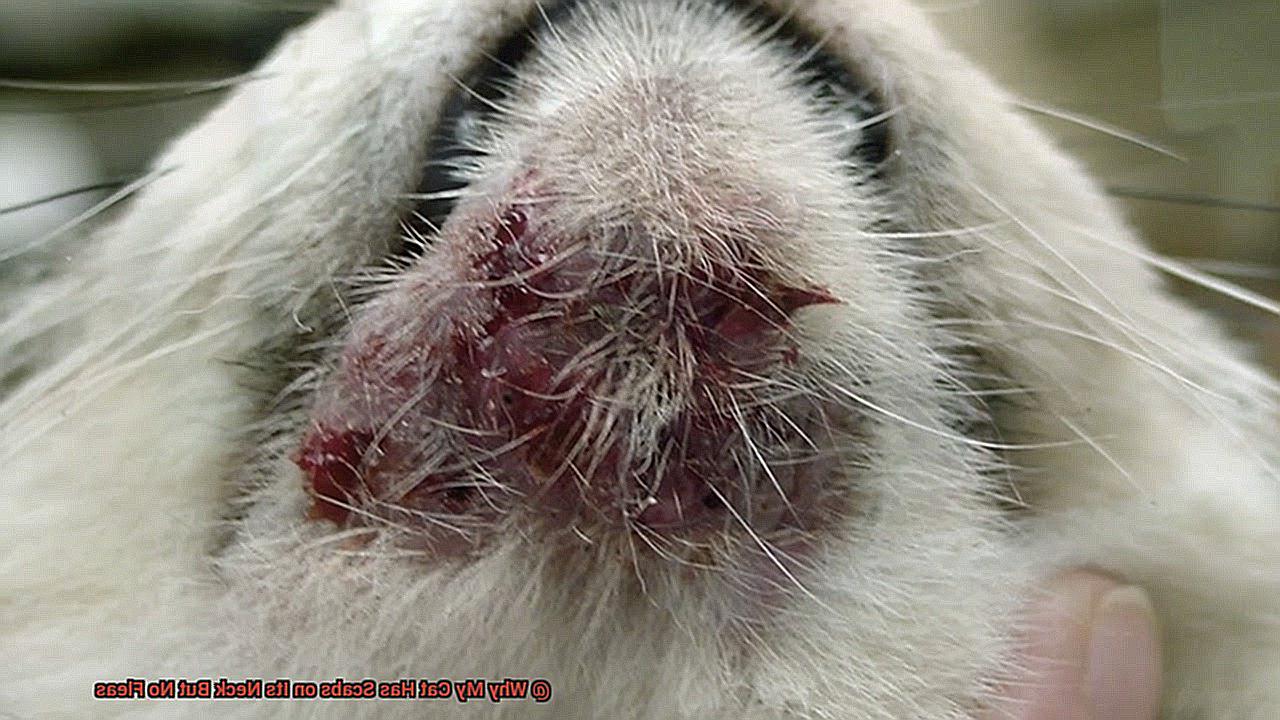 Why My Cat Has Scabs on Its Neck But No Fleas-8