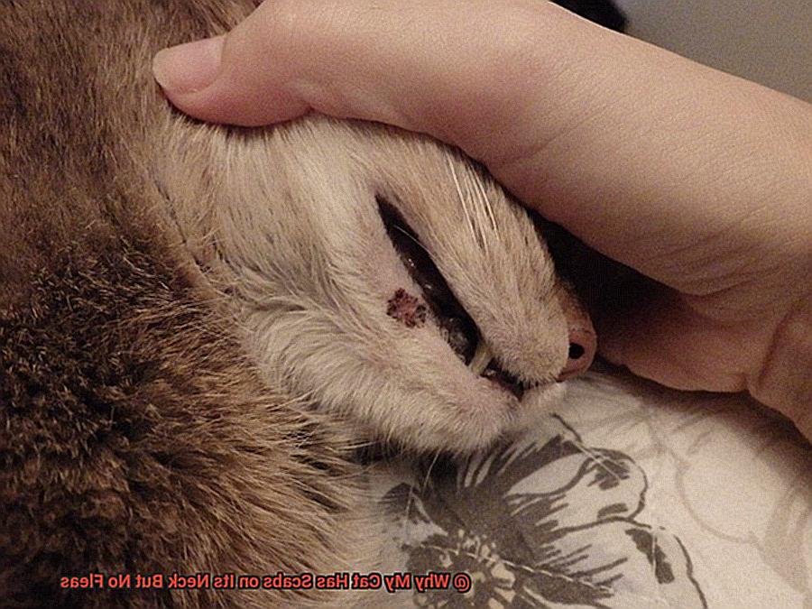 Why My Cat Has Scabs on Its Neck But No Fleas-5