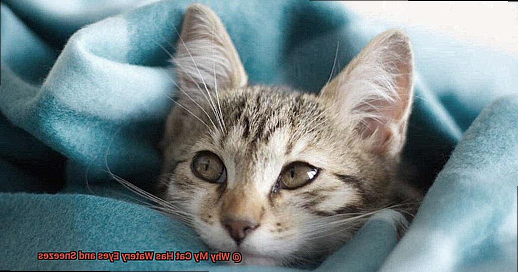 Why My Cat Has Watery Eyes and Sneezes?