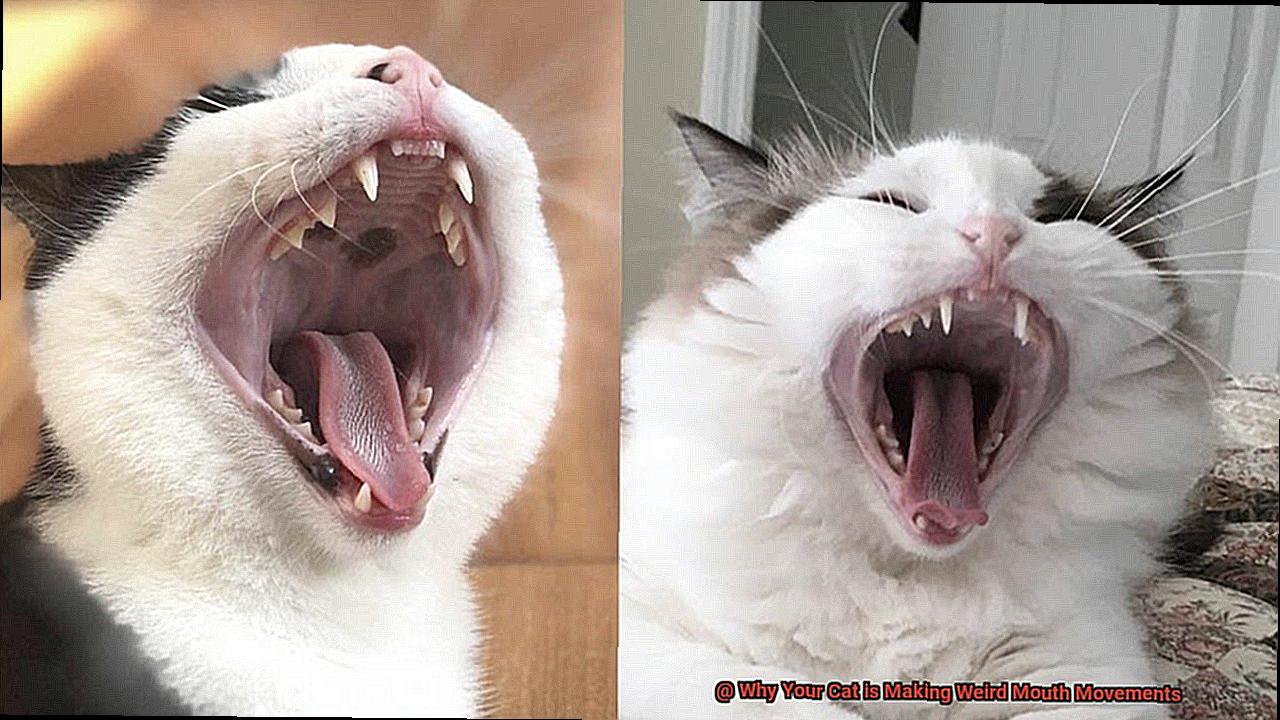 Why Your Cat is Making Weird Mouth Movements-2