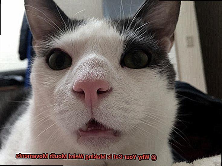 Why Your Cat is Making Weird Mouth Movements-4