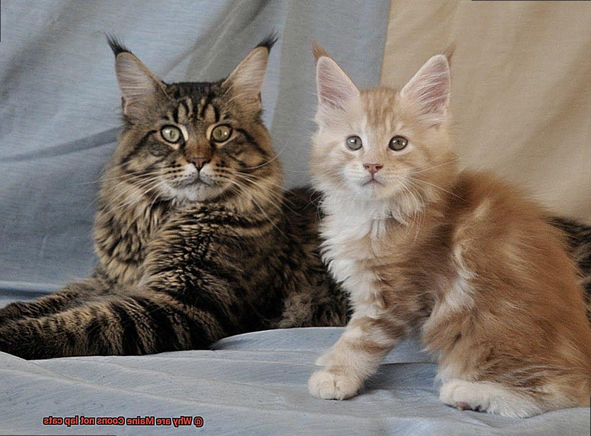 Why are Maine Coons not lap cats?
