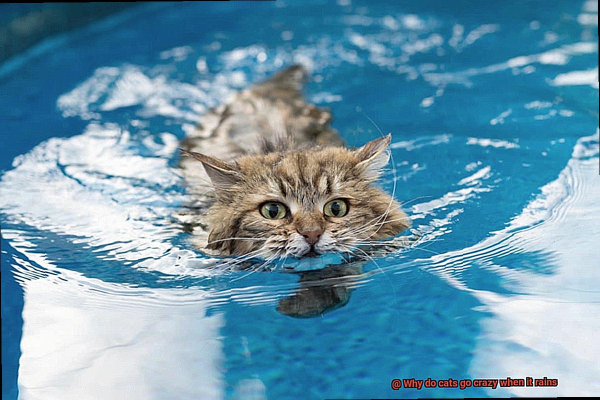 Why do cats go crazy when it rains-2