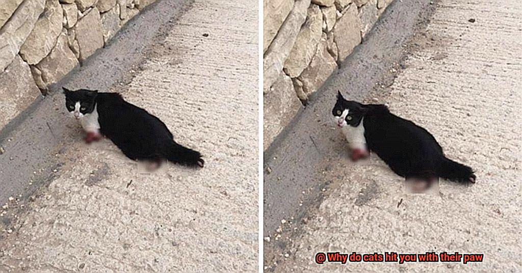 Why do cats hit you with their paw-3