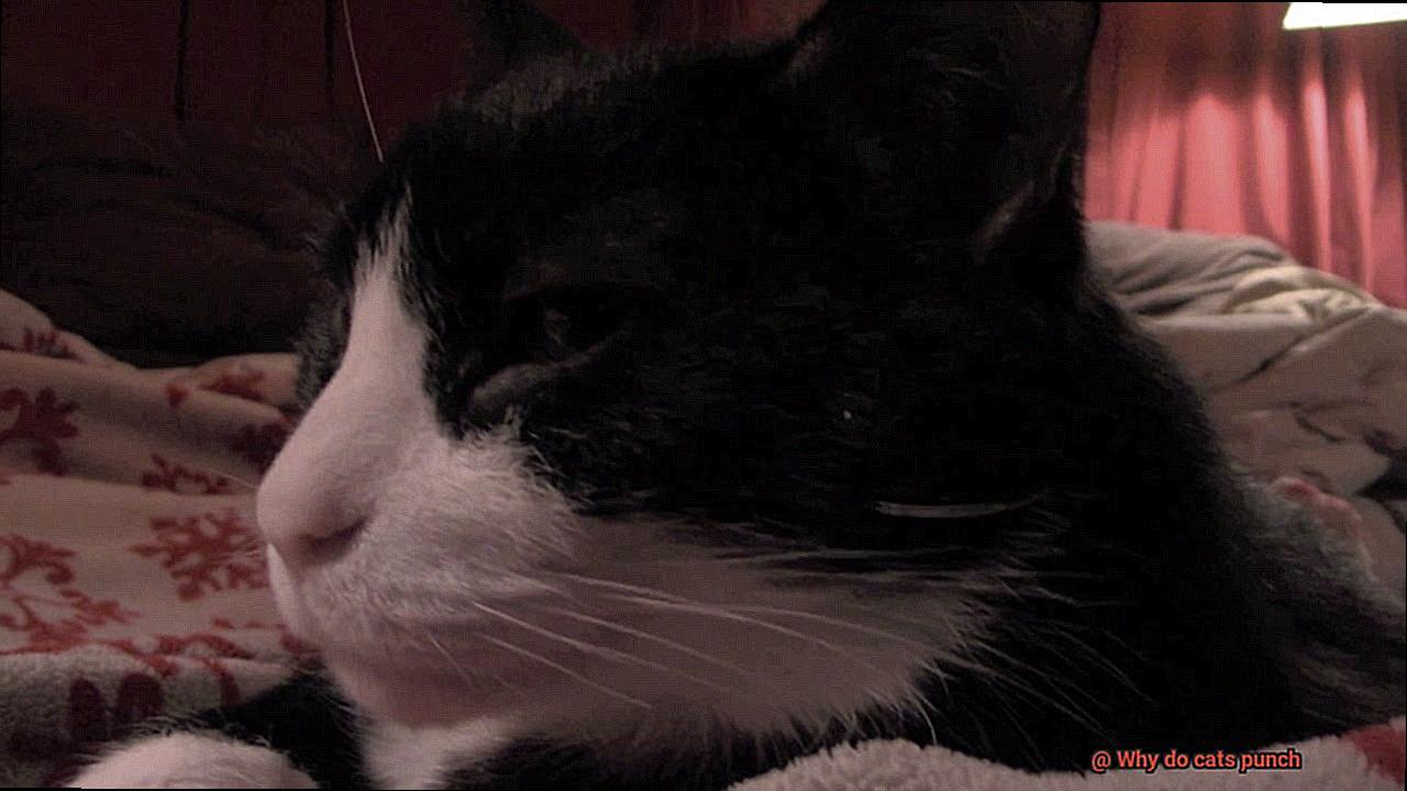 Why do cats punch-4
